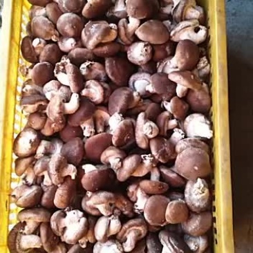 平度鲜香菇808.平度南高速路口东