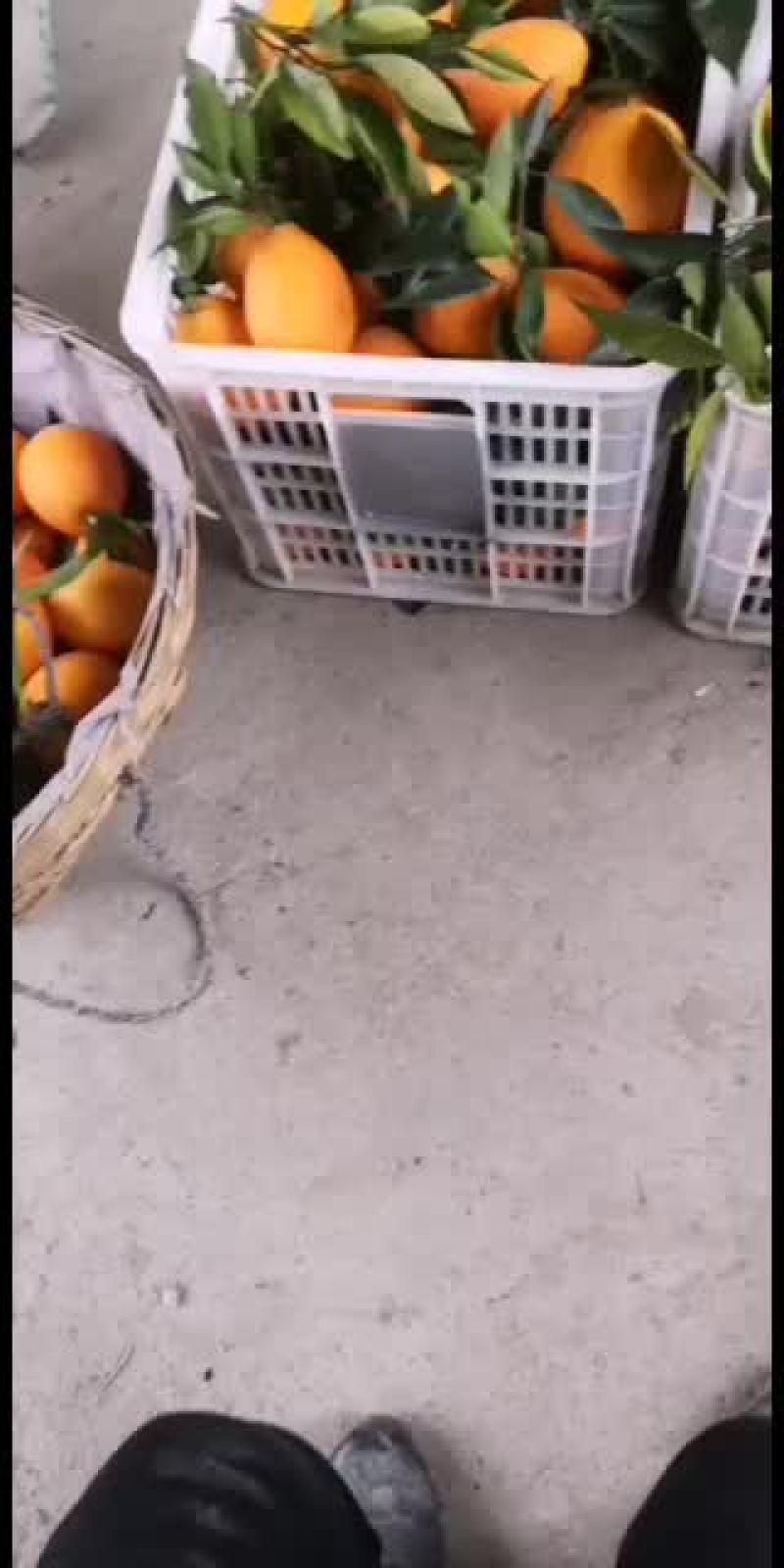 奉节脐橙(奉节纽荷)