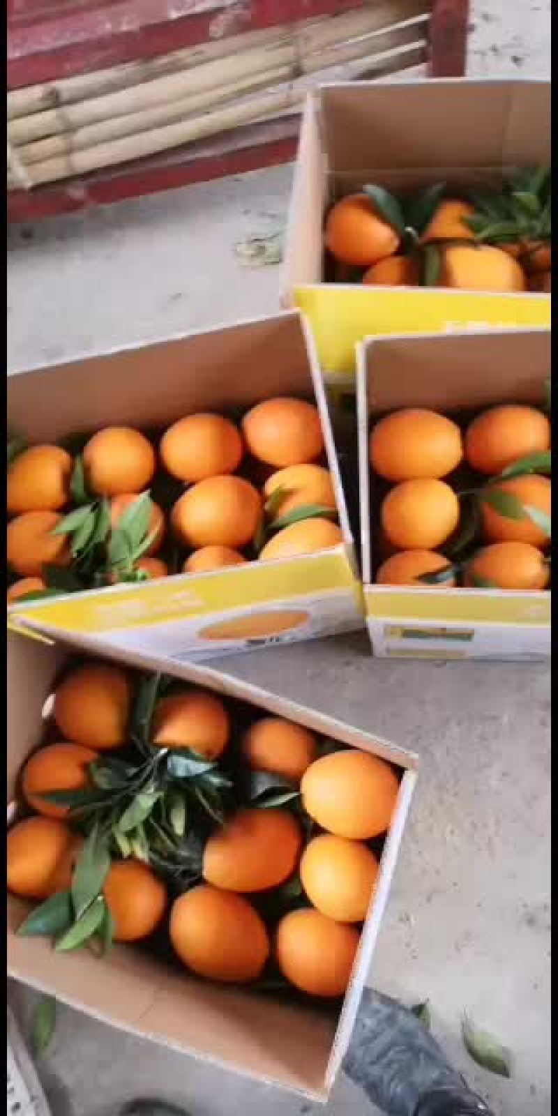 奉节脐橙(奉节纽荷)