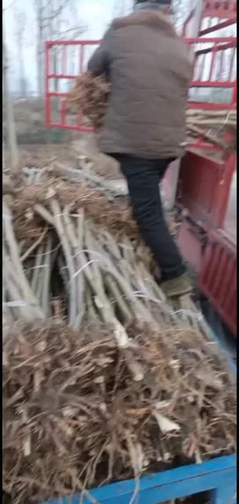 一公分之三公分蛋白桑，蚕桑，料桑苗大量供应中