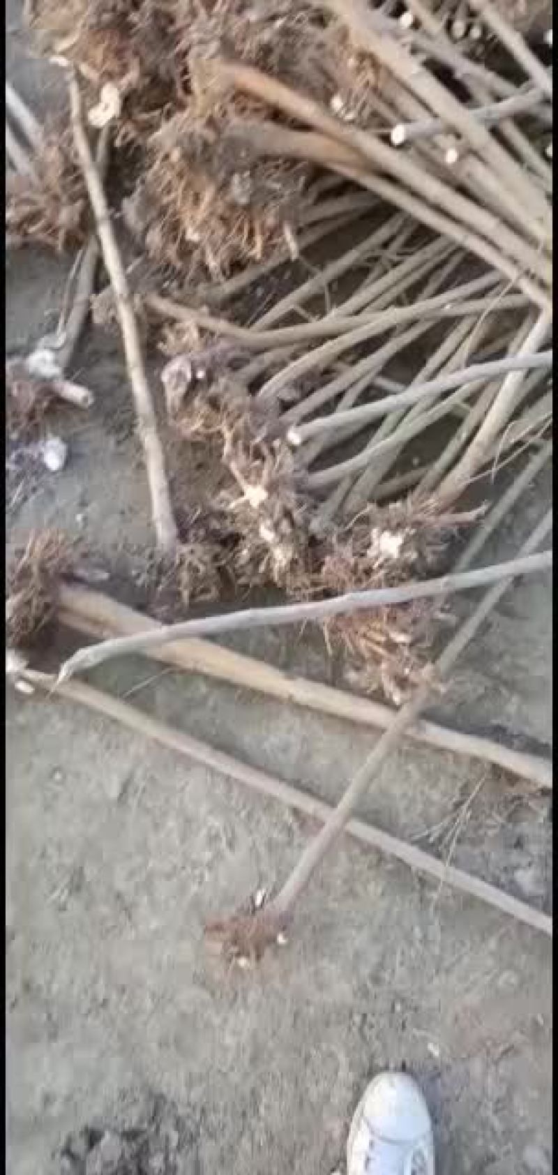 一公分之三公分蛋白桑，蚕桑，料桑苗大量供应中