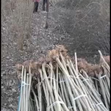 一公分之三公分蛋白桑，蚕桑，料桑苗大量供应中