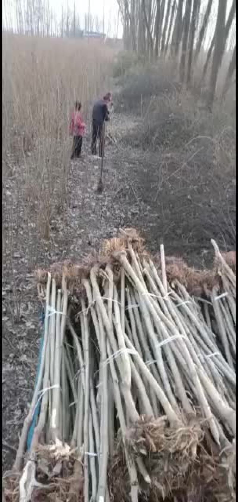 一公分之三公分蛋白桑，蚕桑，料桑苗大量供应中