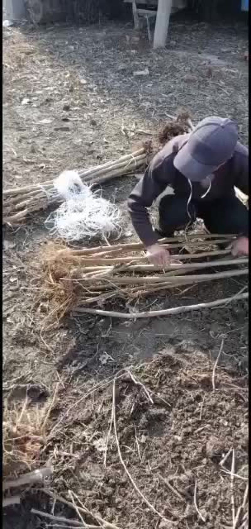 一公分之三公分蛋白桑，蚕桑，料桑苗大量供应中
