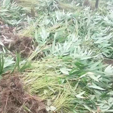 三月竹苗，低温高温地方都适应。