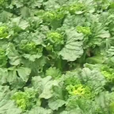 秋绿60青麻叶白菜竹筒青