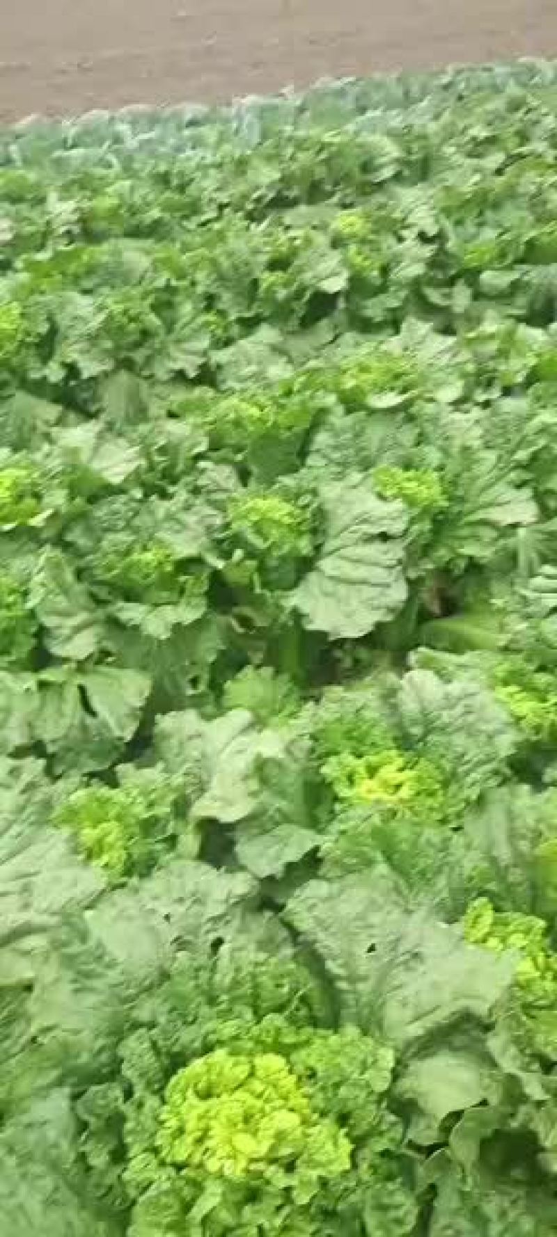 秋绿60青麻叶白菜竹筒青