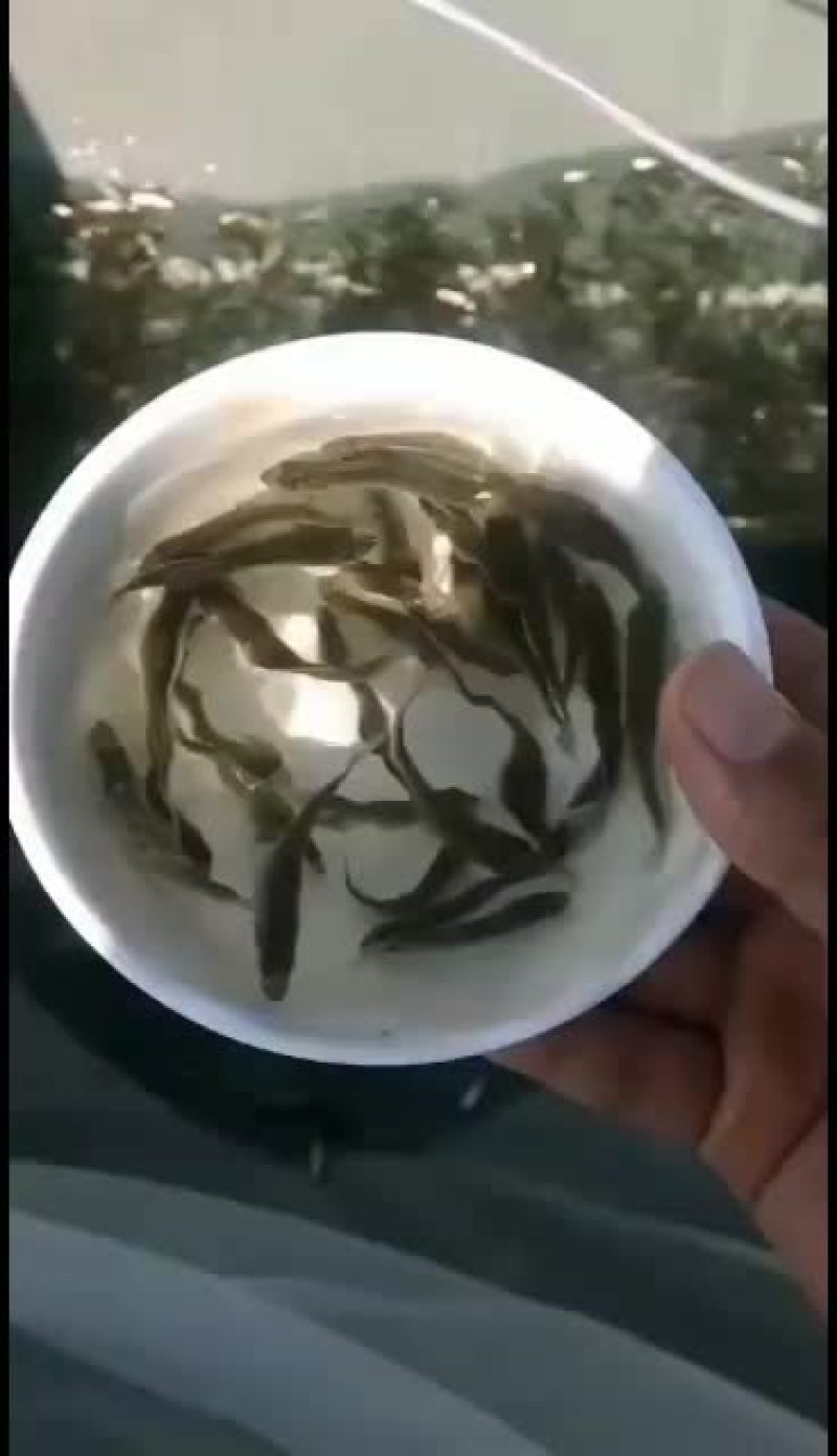 精品七星鲈鱼苗还有其他