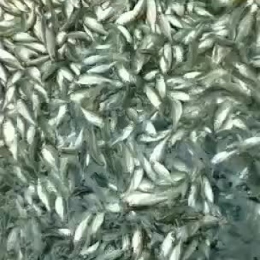 精品七星鲈鱼苗还有其他