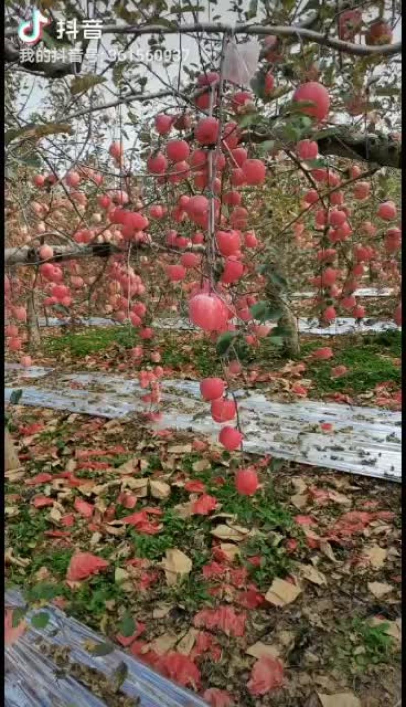 纸袋富士苹果纸加膜富士膜袋富士大量出库价格合理