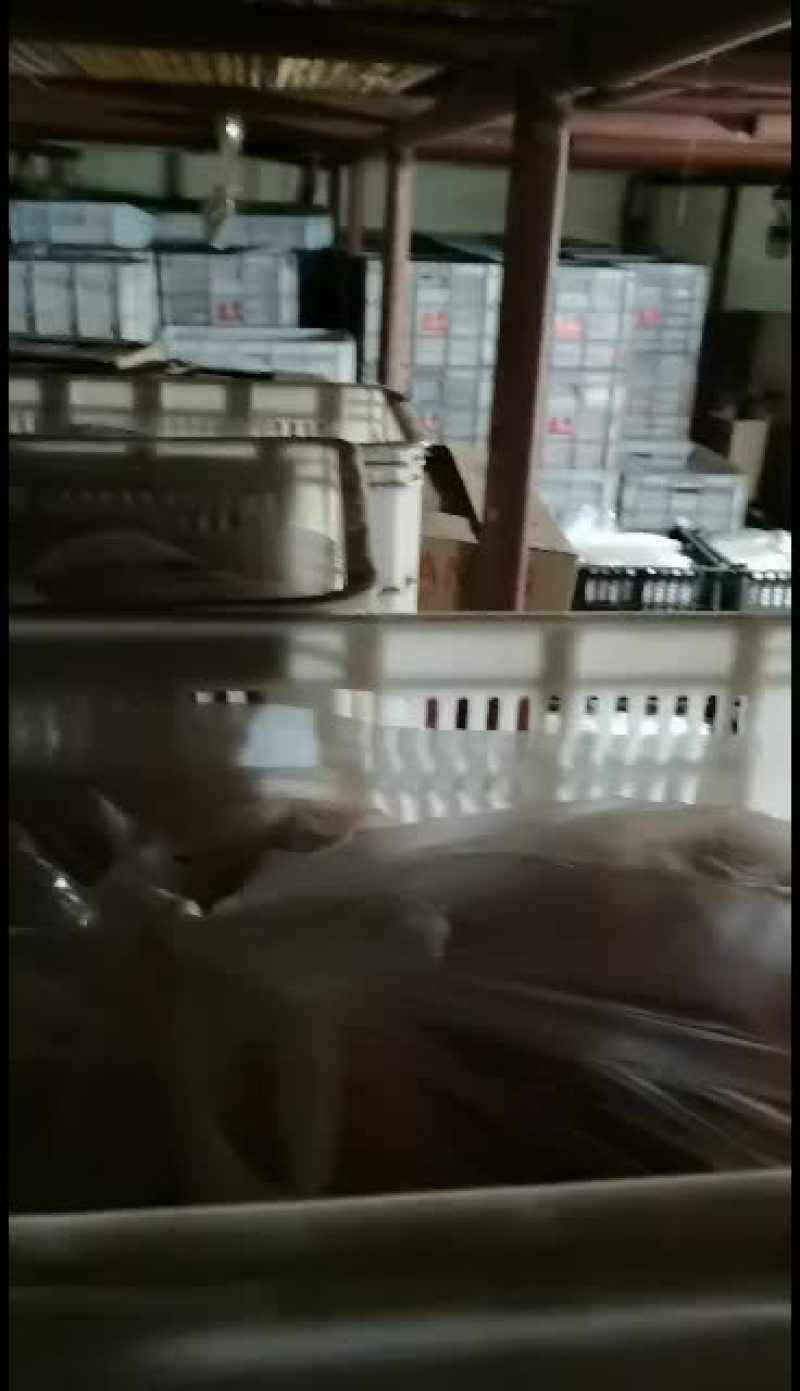 纸加膜富士苹果，纯纸袋富士，纸袋高次，纸加膜高次