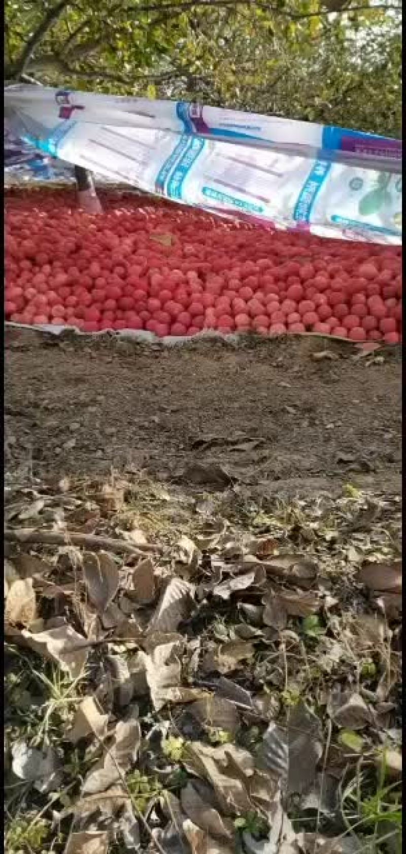 纸袋富士苹果纸加膜富士膜袋富士大量出库价格合理