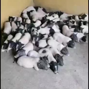 巴马香猪，出售中，要的联系
