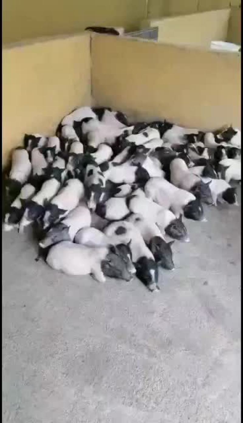 巴马香猪，出售中，要的联系