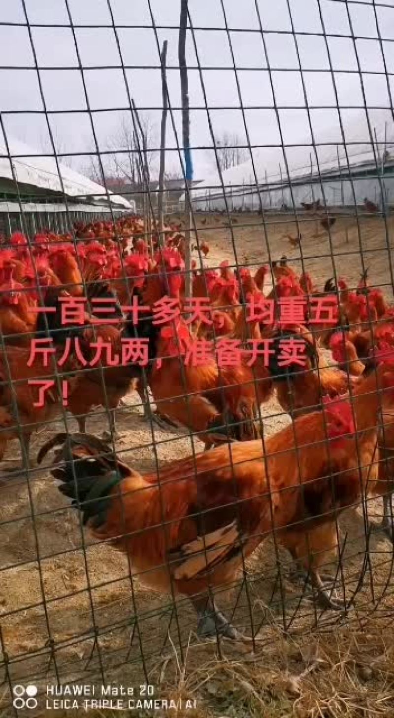 红瑶公鸡，散养，毛色亮。
