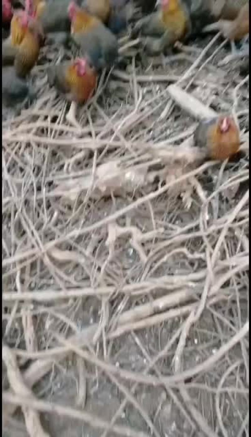 崇仁麻母，麻公都有货。