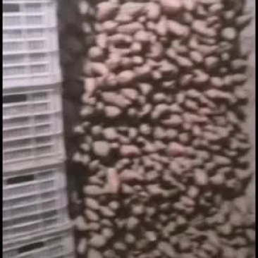 唐山滦南烟薯需要的联系