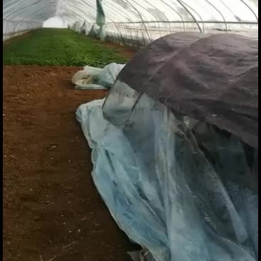 大棚种植长期供应齐菜，提供包装，支持物流，运费自理