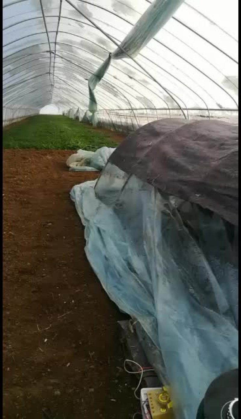 大棚种植长期供应齐菜，提供包装，支持物流，运费自理