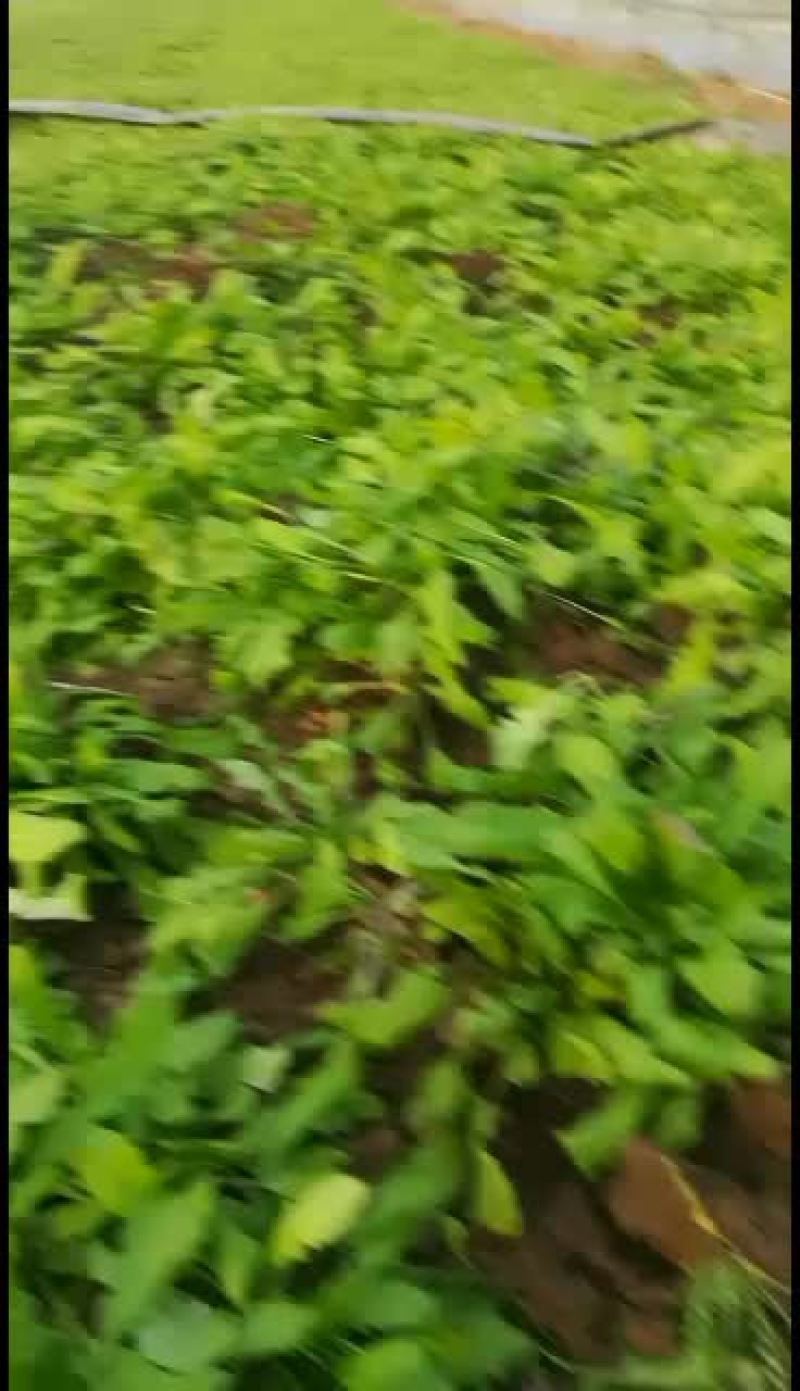 大棚种植长期供应齐菜，提供包装，支持物流，运费自理