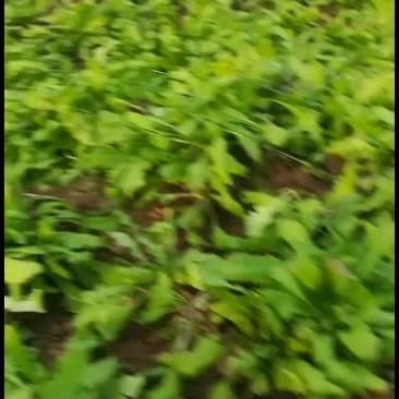 大棚荠菜，量大从优，现货