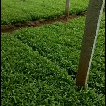 大批茼蒿菜上市，天产量3万斤