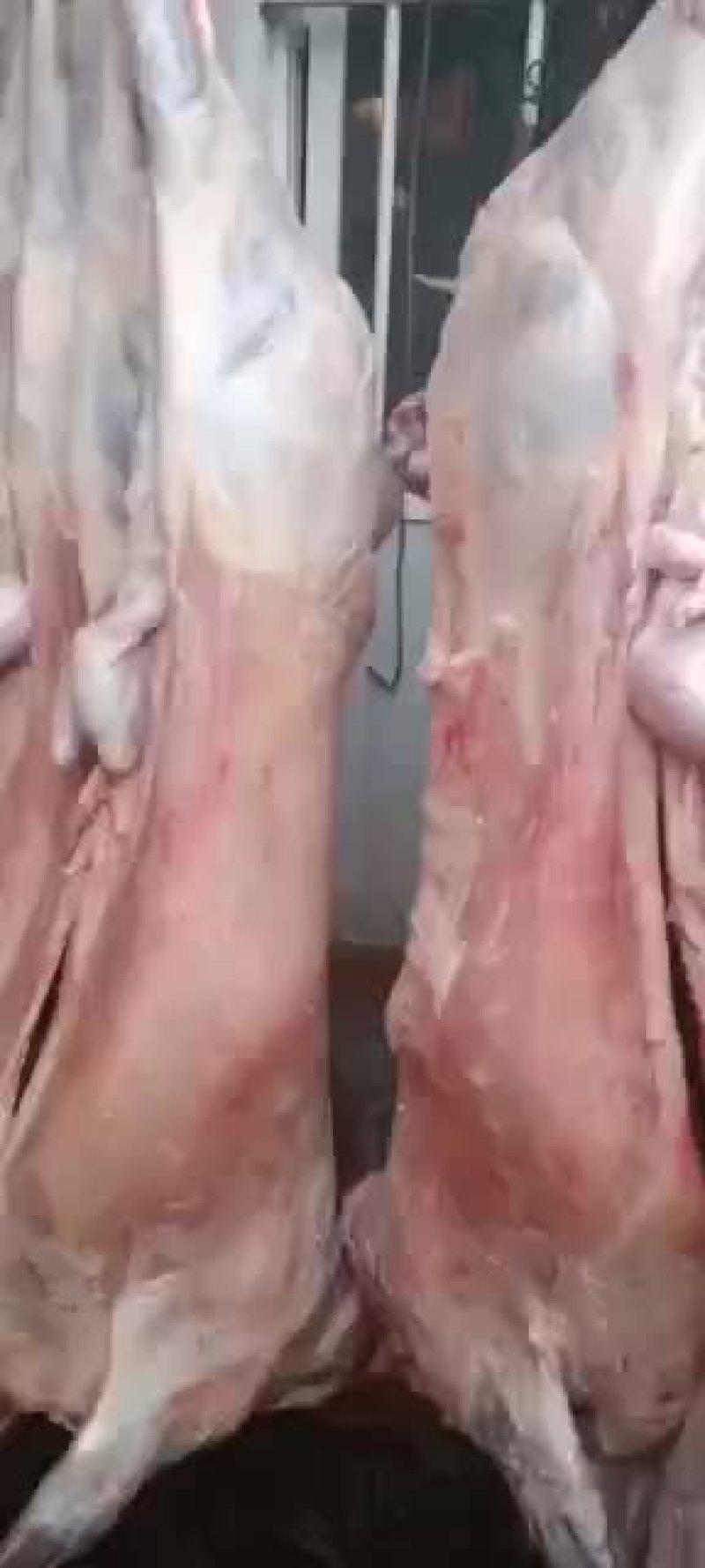 剔骨羊肉，白条羊，羊酮体，鲜货，量大，长年有货