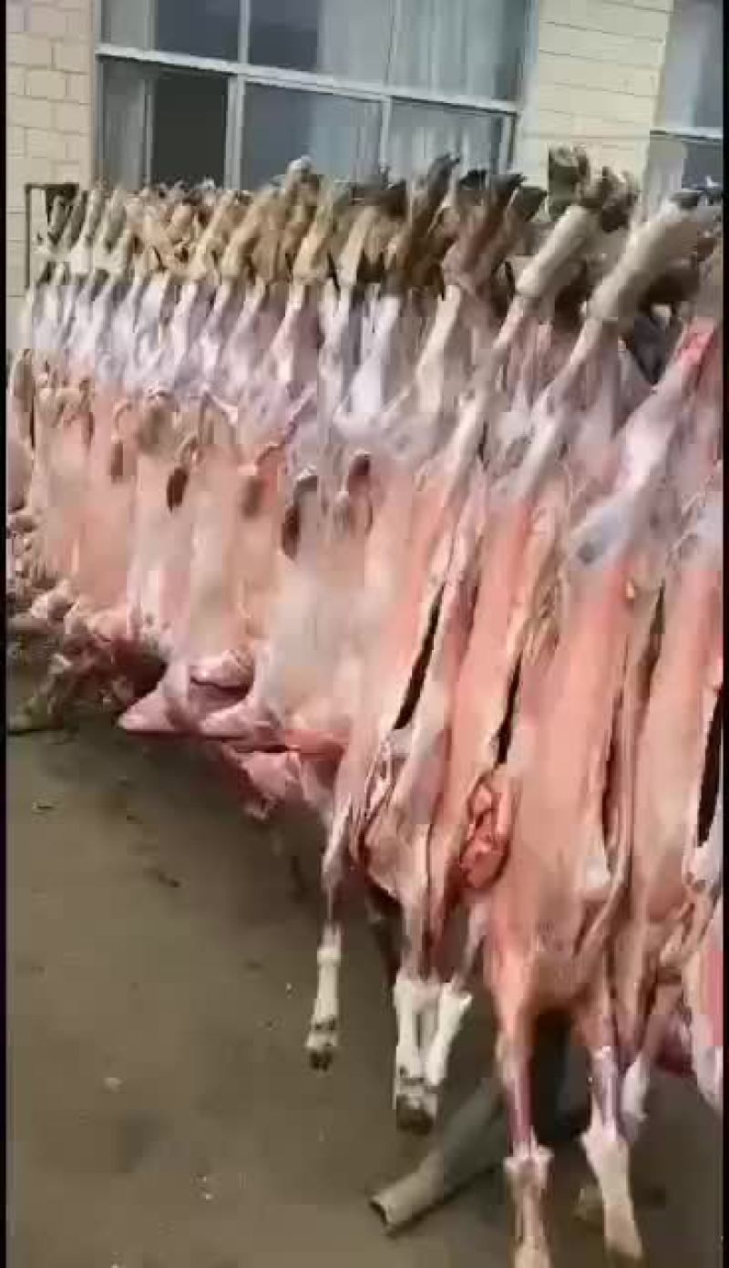 剔骨羊肉，白条羊，羊酮体，鲜货，量大，长年有货