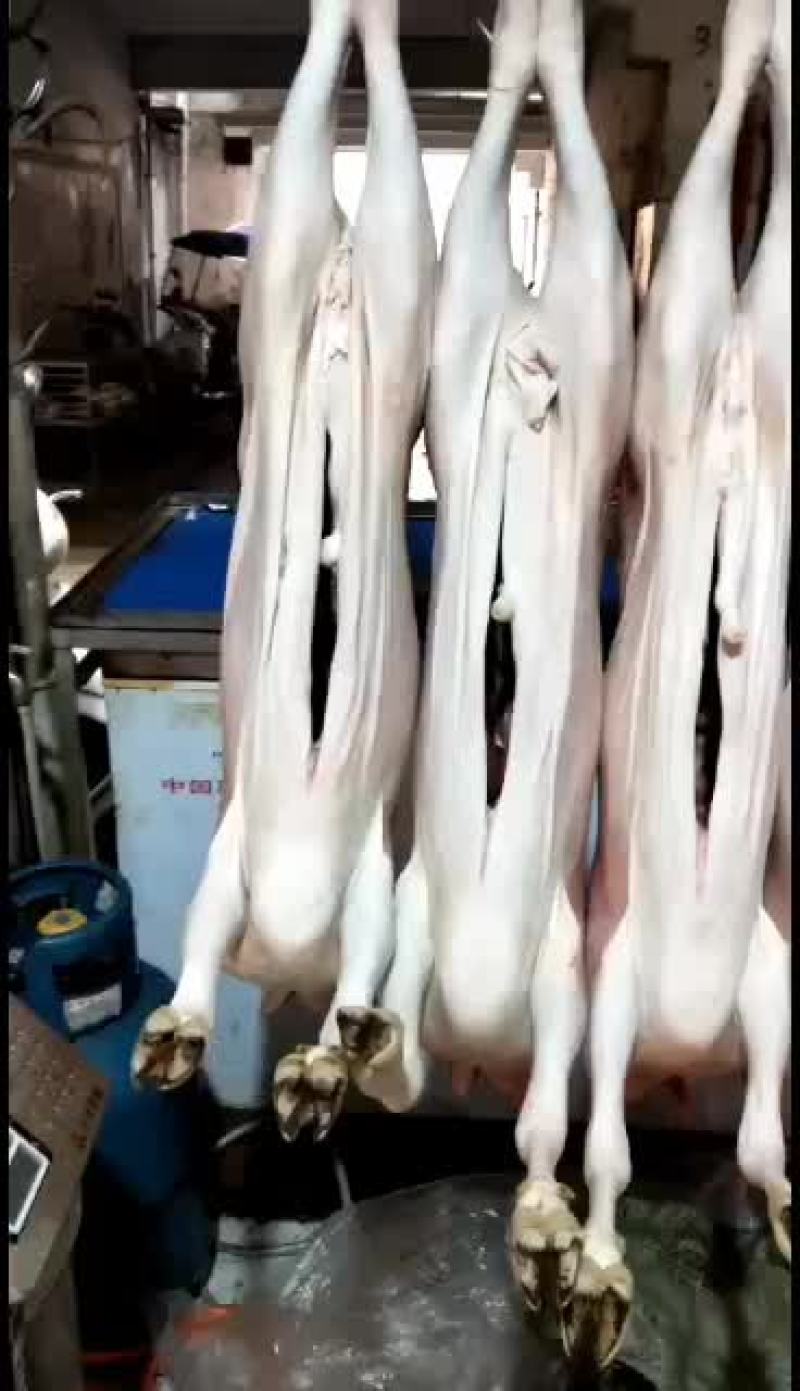 剔骨羊肉，白条羊，羊酮体，鲜货，量大，长年有货