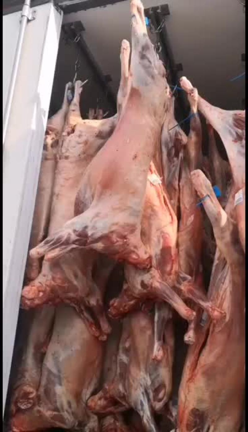 剔骨羊肉，白条羊，羊酮体，鲜货，量大，长年有货