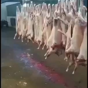 剔骨羊肉，白条羊，羊酮体，鲜货，量大，长年有货