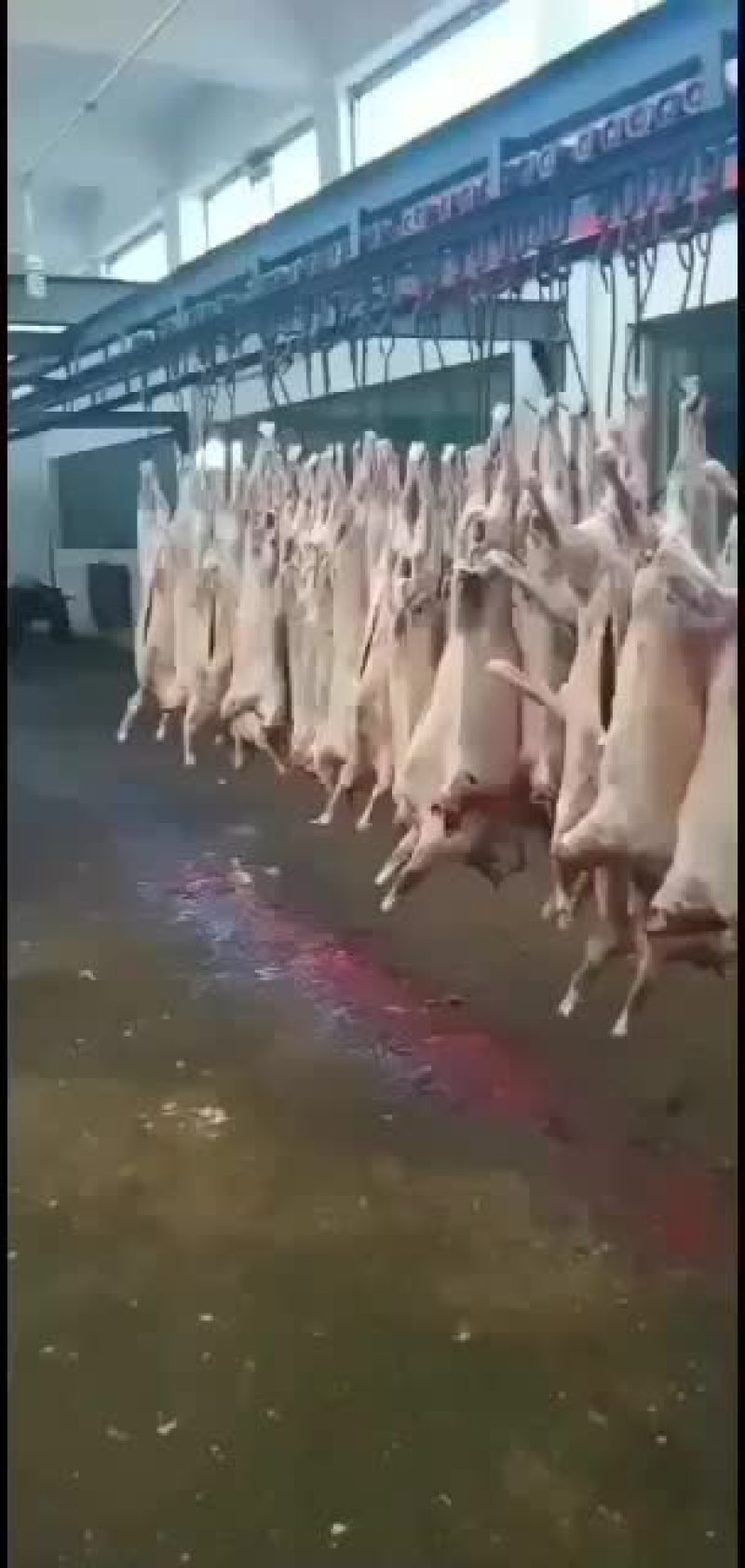 剔骨羊肉，白条羊，羊酮体，鲜货，量大，长年有货