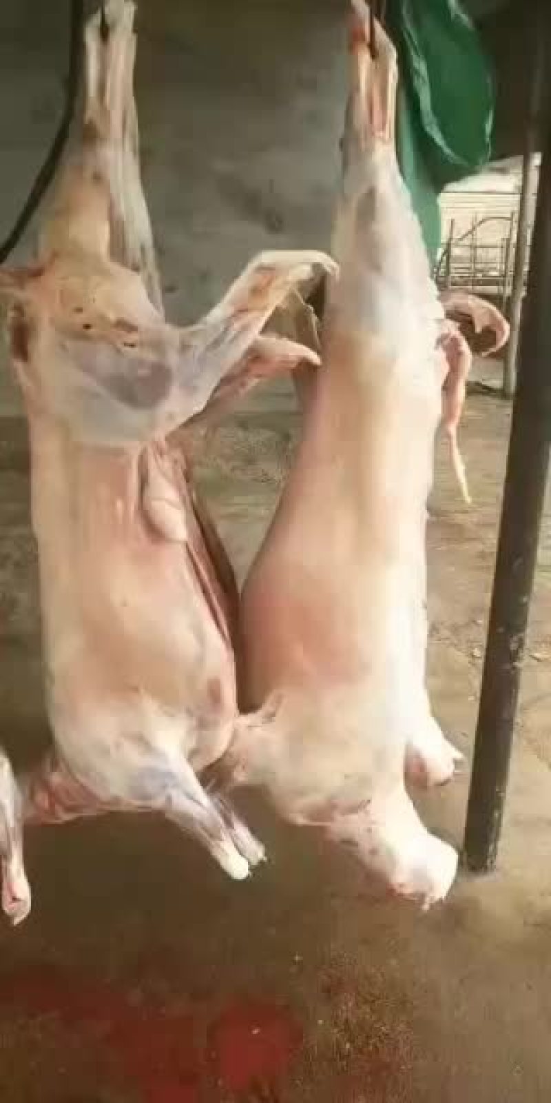 剔骨羊肉，白条羊，羊酮体，鲜货，量大，长年有货