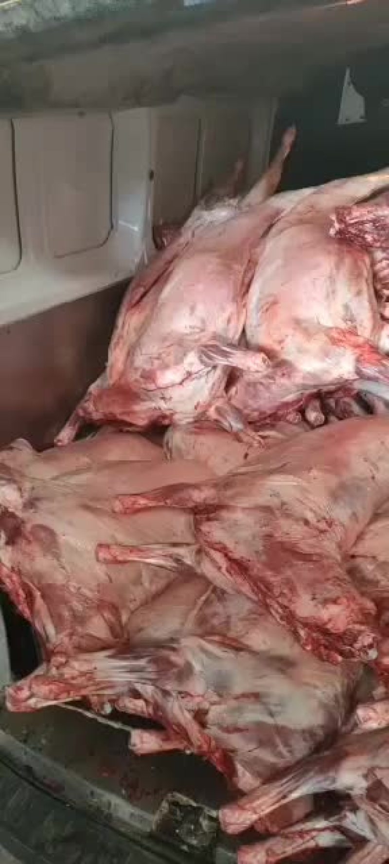 剔骨羊肉，白条羊，羊酮体，鲜货，量大，长年有货