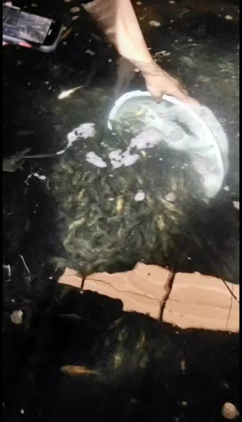 优质黄骨鱼苗！量大从优！