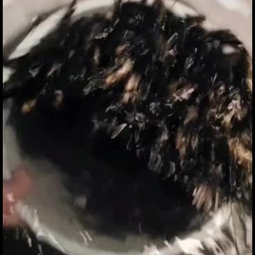 优质黄骨鱼苗！量大从优！