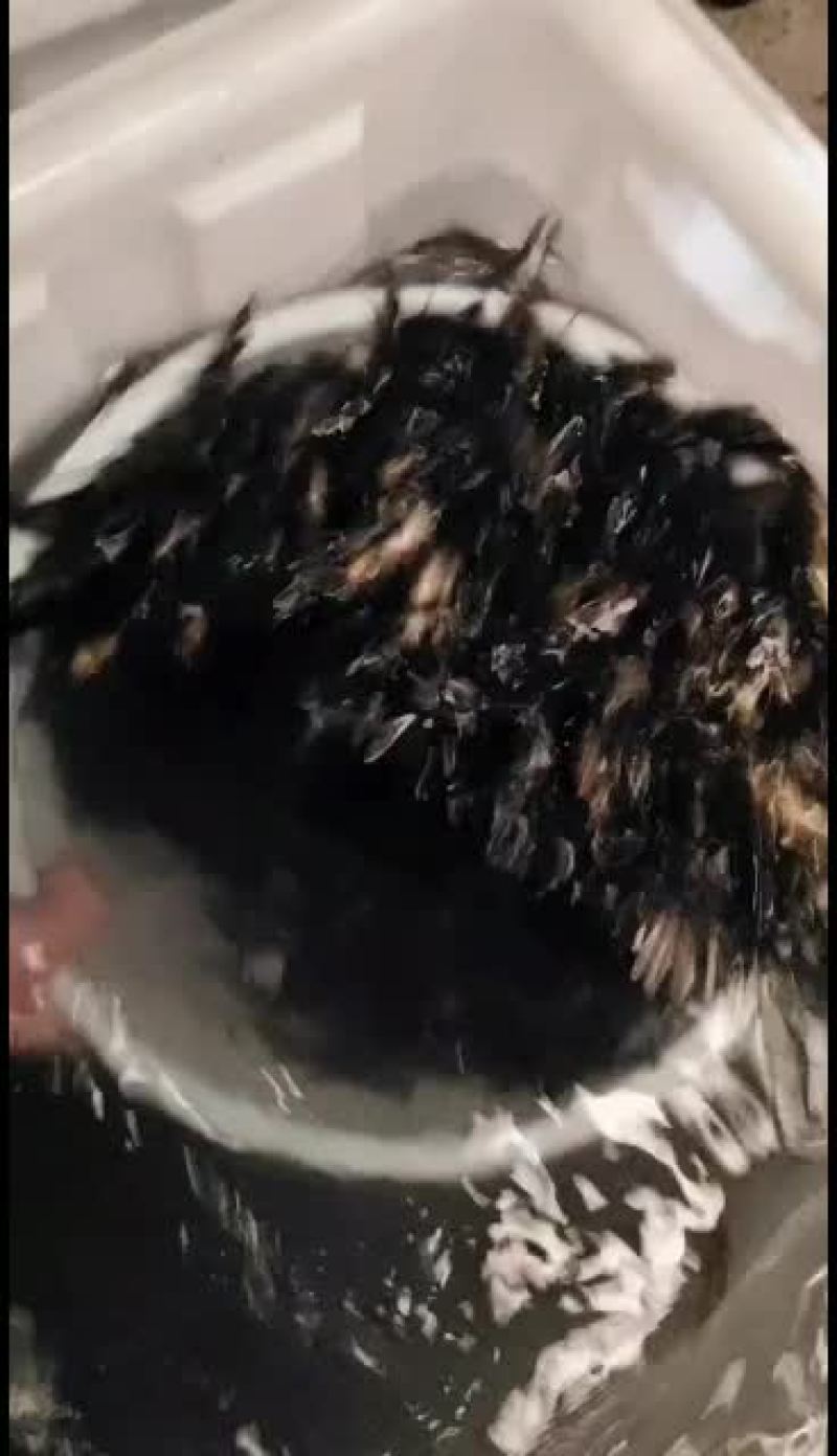 优质黄骨鱼苗！量大从优！