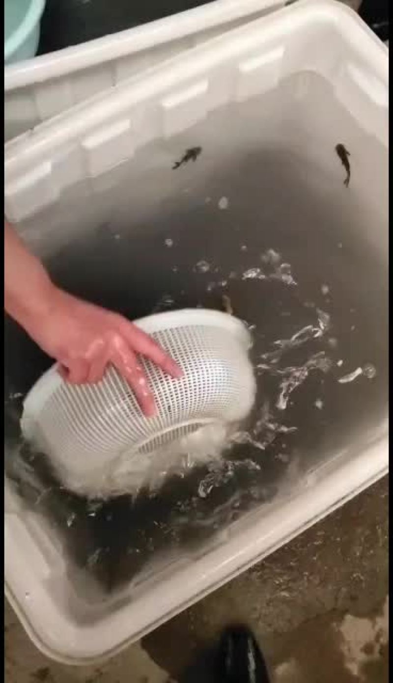 优质黄骨鱼苗！量大从优！