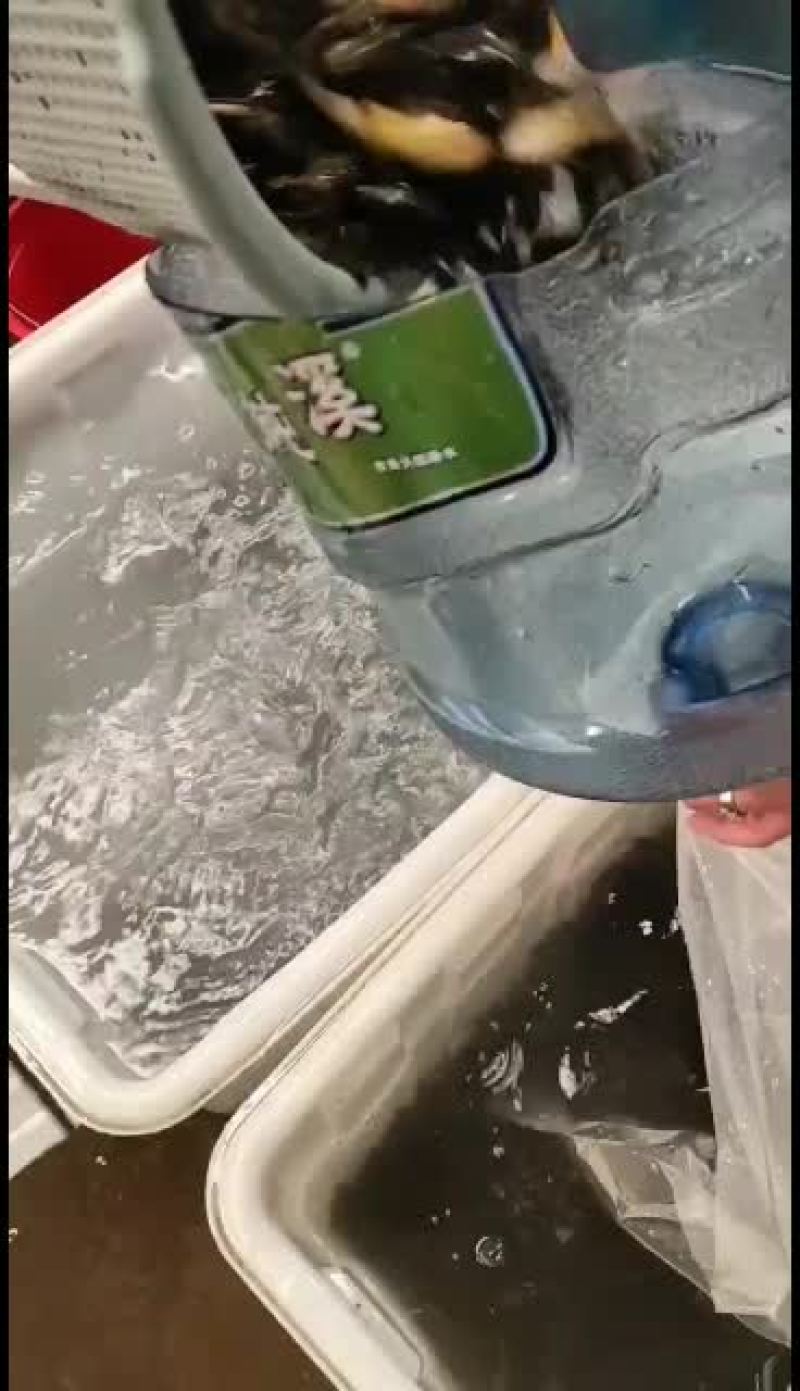 优惠黄骨鱼苗，量大从优！