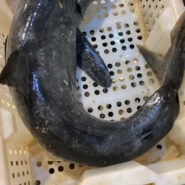 纯海捕鲨鱼，非保护动物，正规捕捞