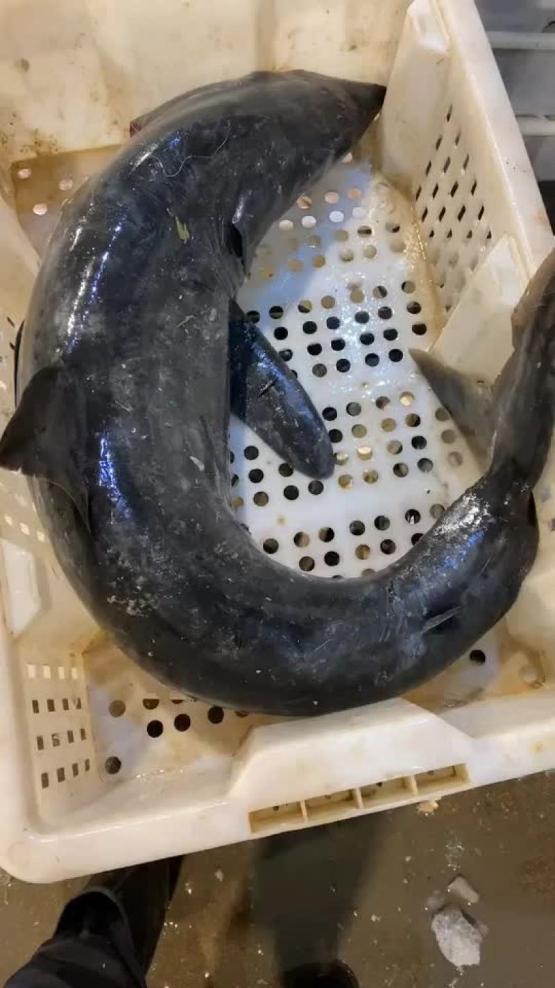纯海捕鲨鱼，非保护动物，正规捕捞