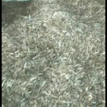 常年出售黄白小草，小麦秸秆