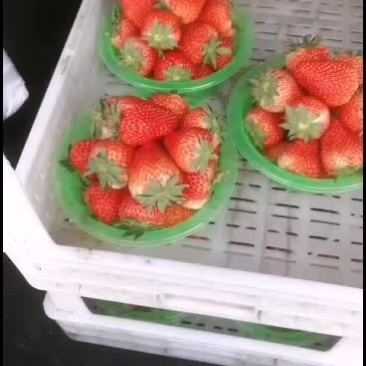 红颜草莓一等品质口感好