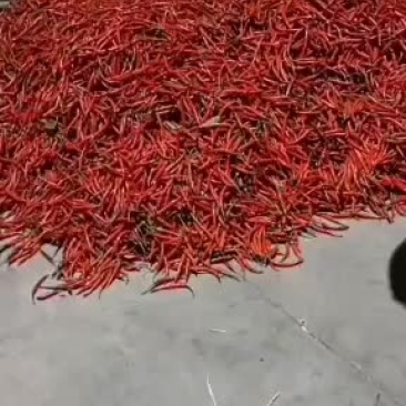 小米辣，今年价格好，有需要的嘛