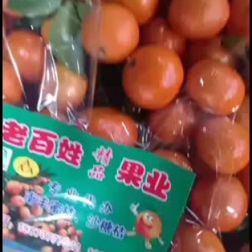专业代办砂糖橘，一条龙服务