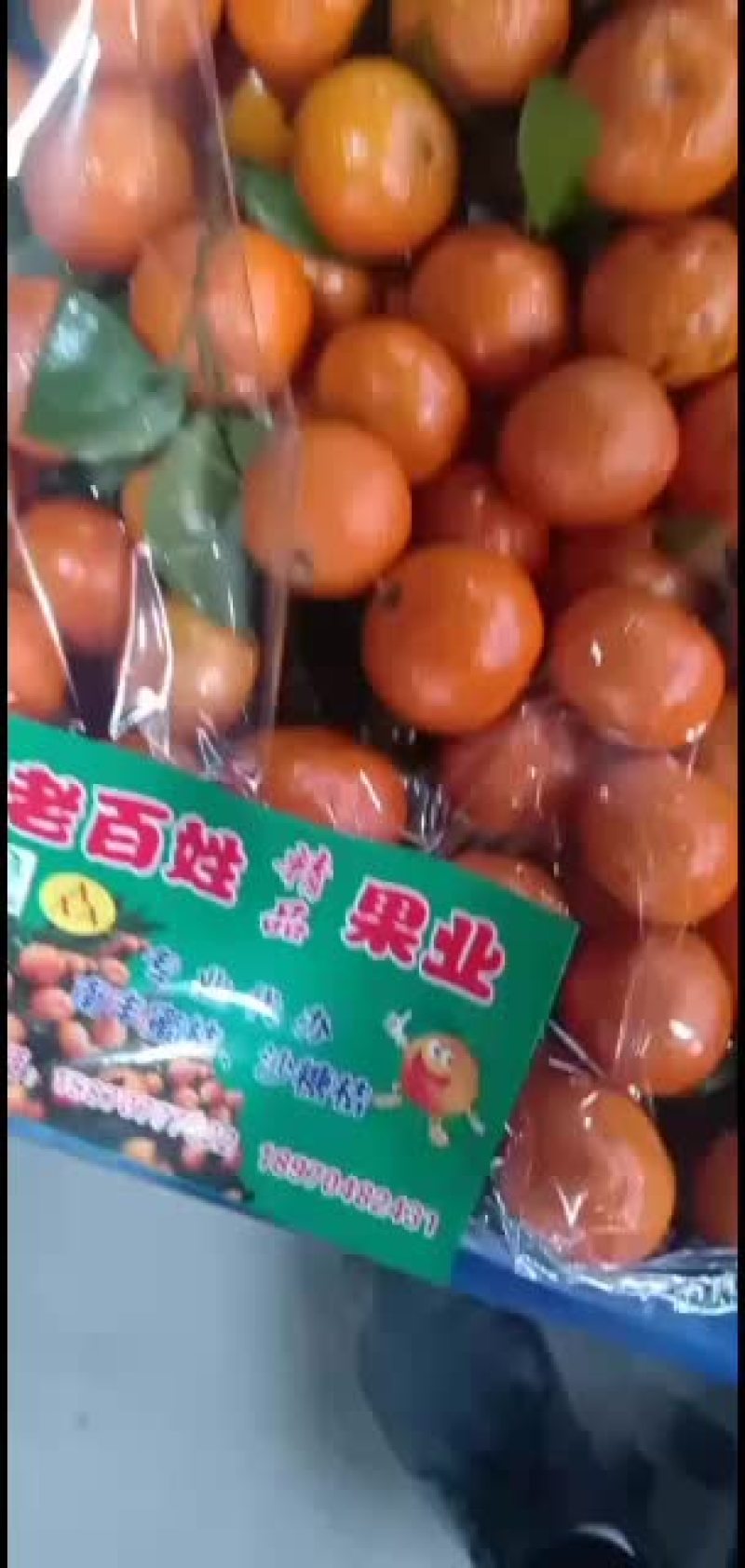 专业代办砂糖橘，一条龙服务
