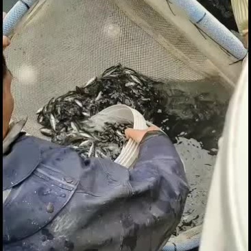 优质鲈鱼苗！工厂化标苗