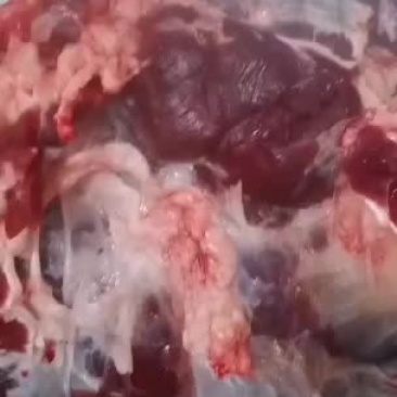 纯干，国产鲜牛肉，现宰直发量大的老板来全国各地接单