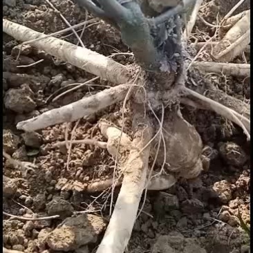 小叶牛大力薯，牛大力种子