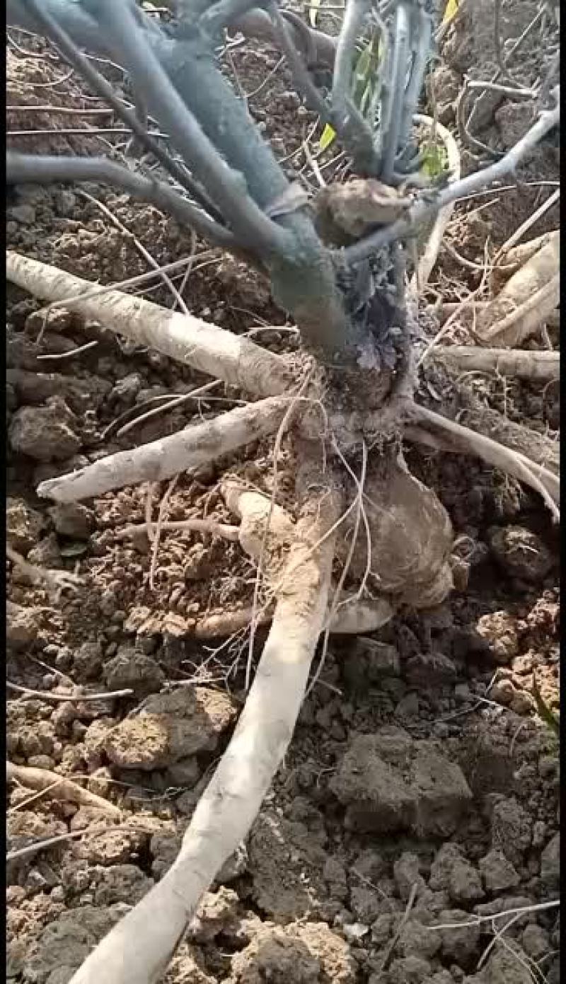 小叶牛大力薯，牛大力种子
